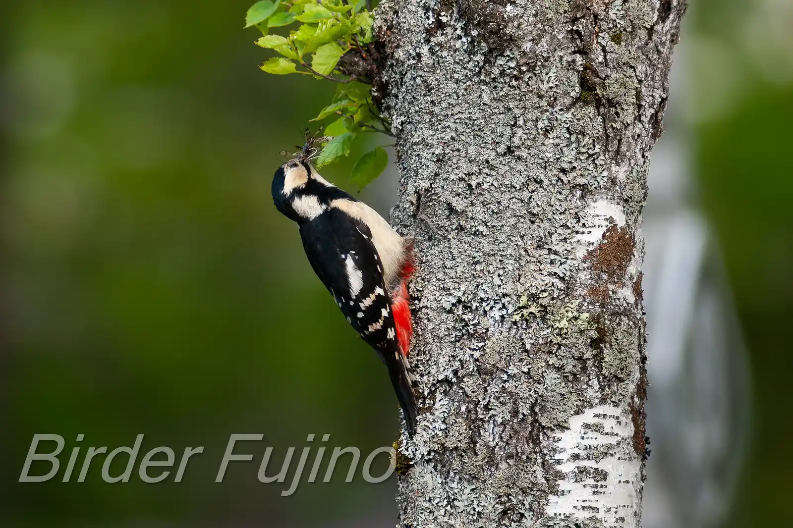 野鳥・新緑の乗鞍高原で撮影したアカゲラの写真画像