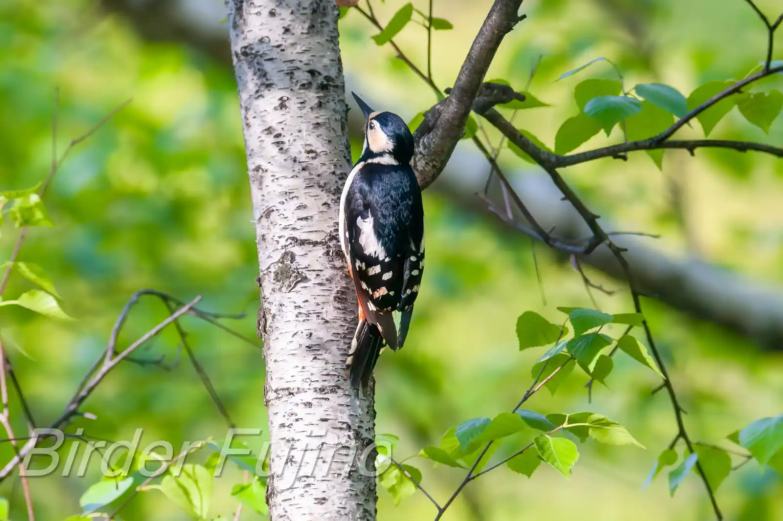 野鳥・新緑の乗鞍高原で撮影したアカゲラの写真画像