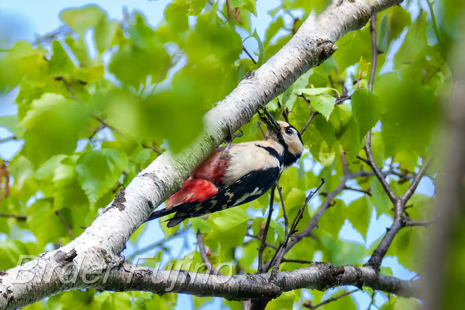 野鳥・新緑の乗鞍高原で撮影したアカゲラの写真画像