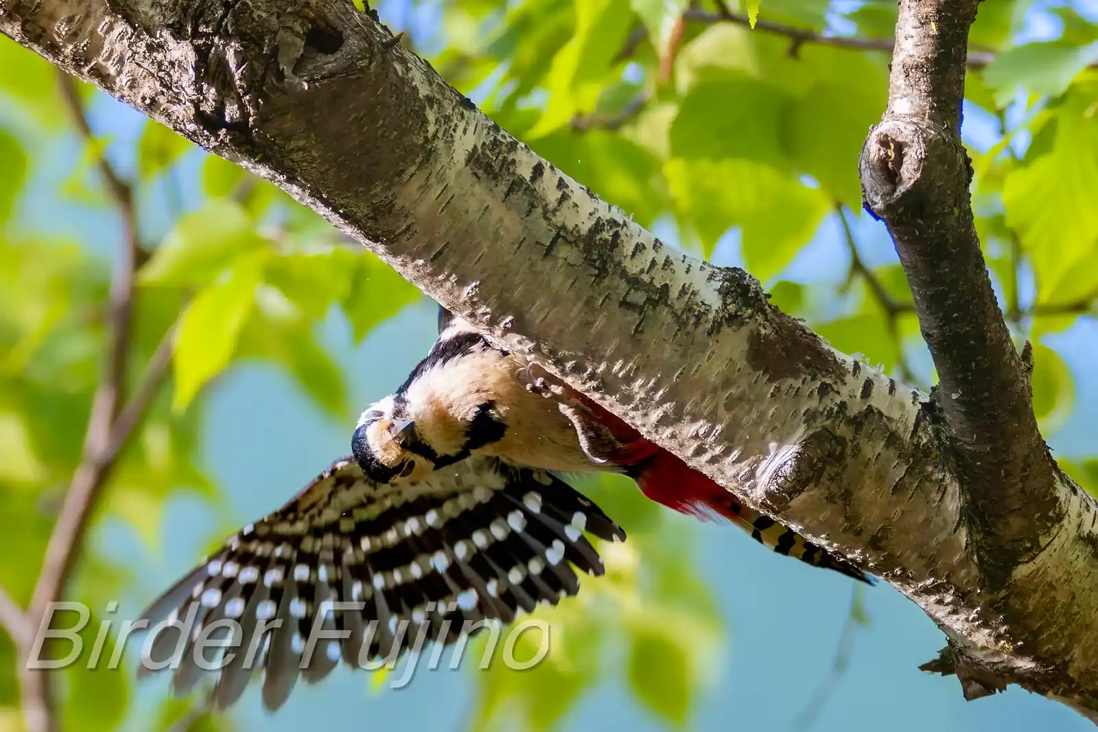 野鳥・新緑の乗鞍高原で撮影したアカゲラの写真画像