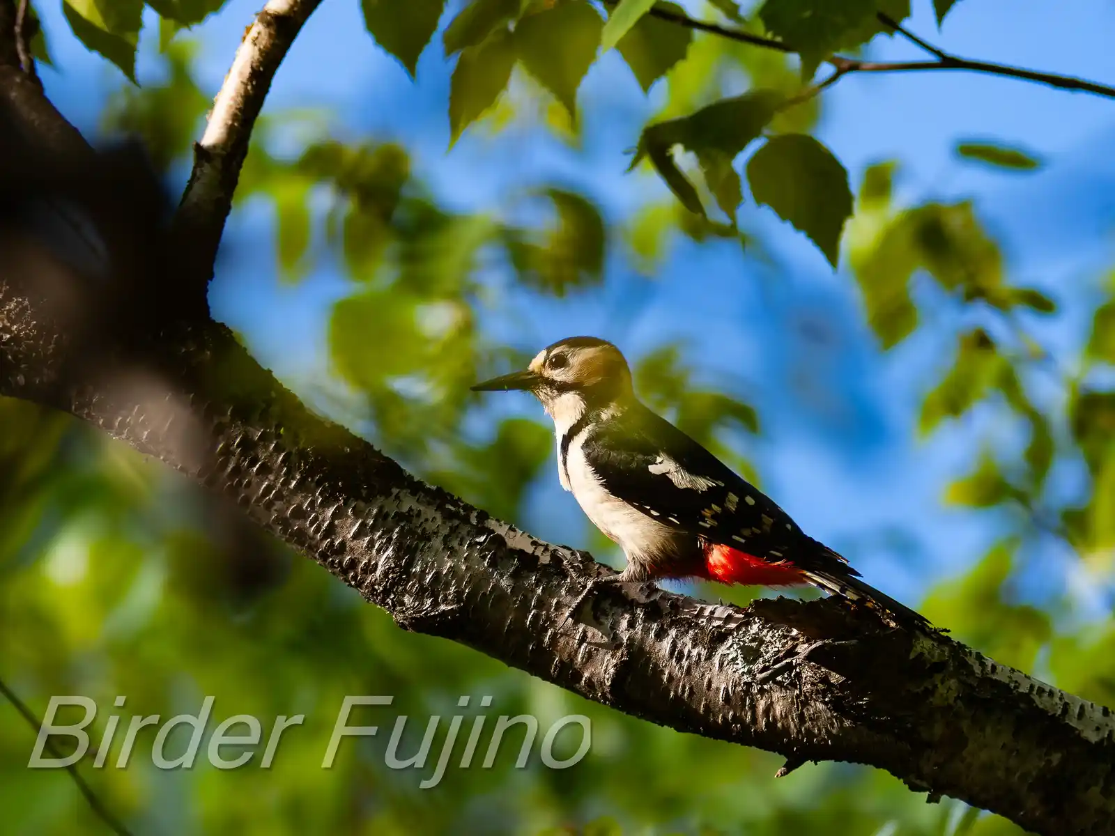 野鳥・新緑の乗鞍高原で撮影したアカゲラの写真画像