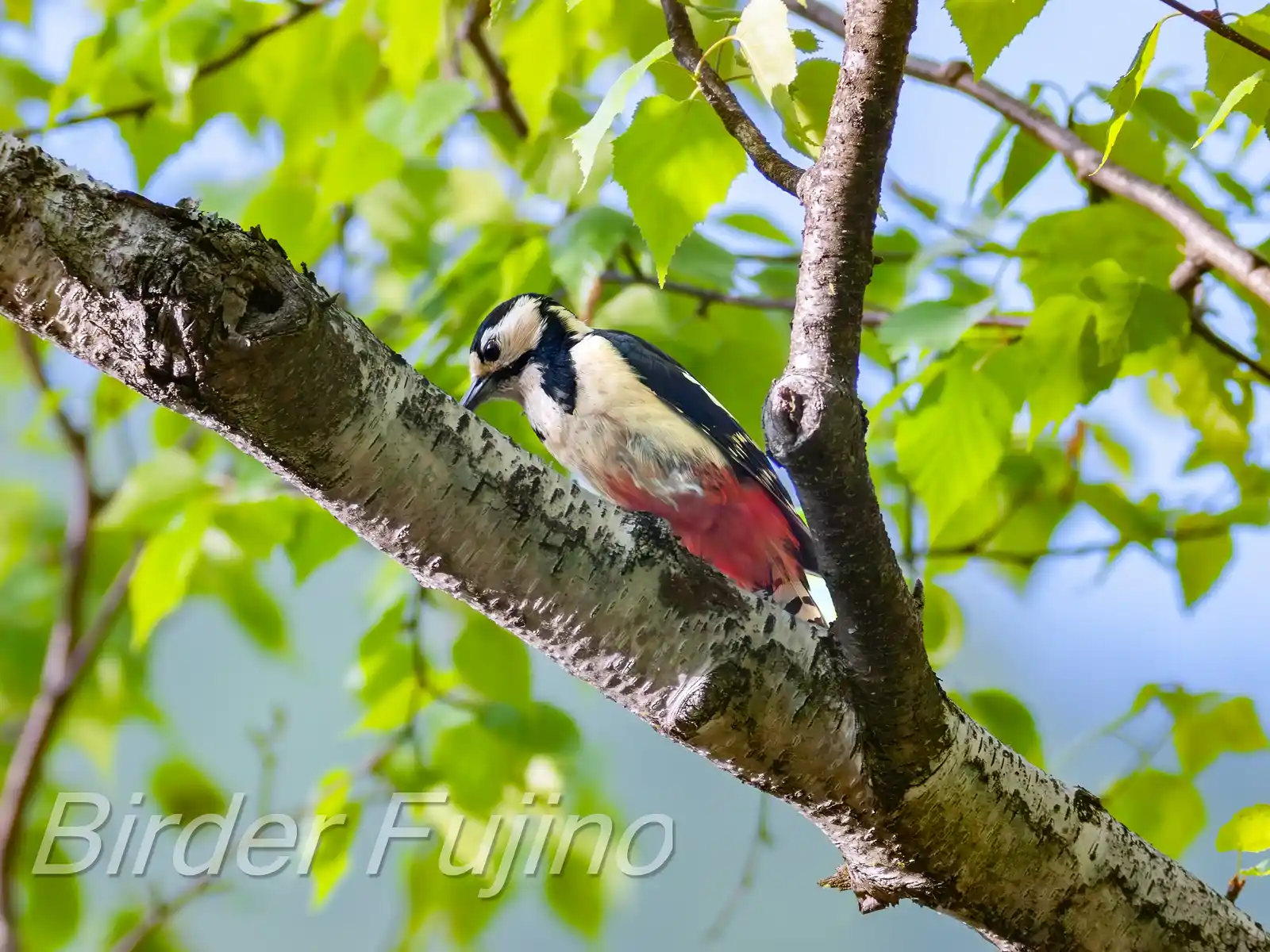 野鳥・新緑の乗鞍高原で撮影したアカゲラの写真画像