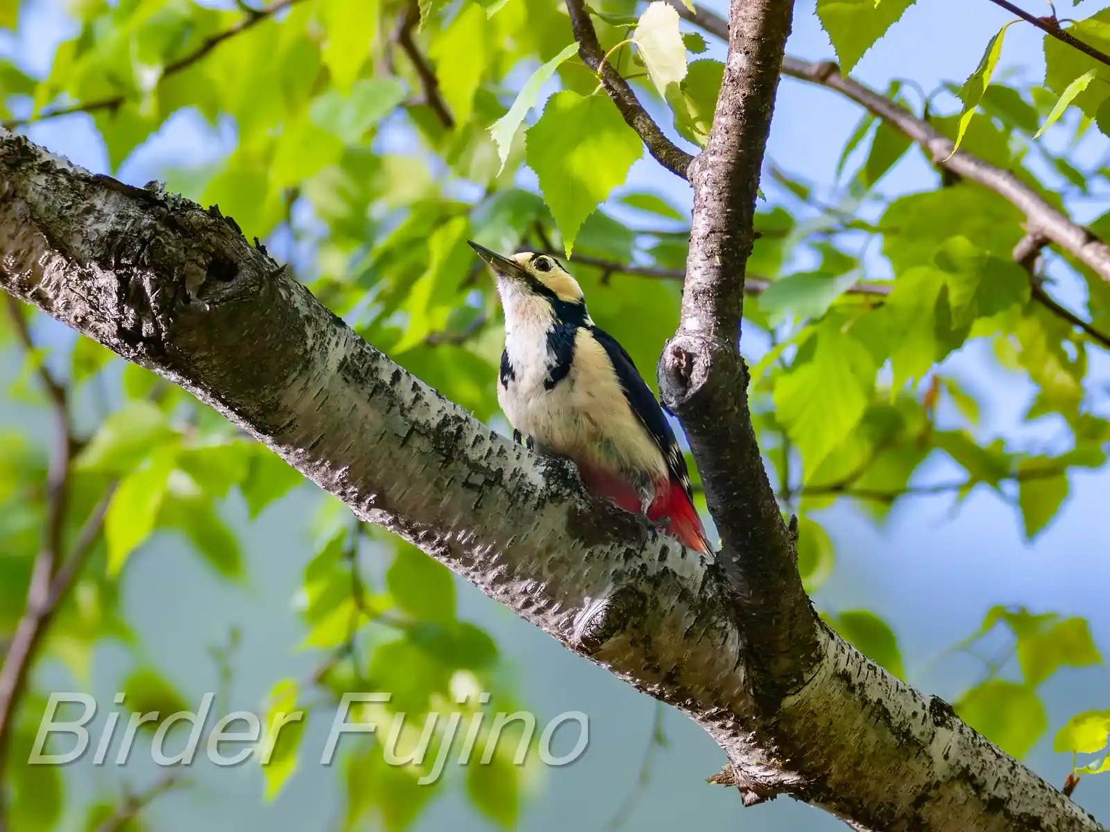 野鳥・新緑の乗鞍高原で撮影したアカゲラの写真画像