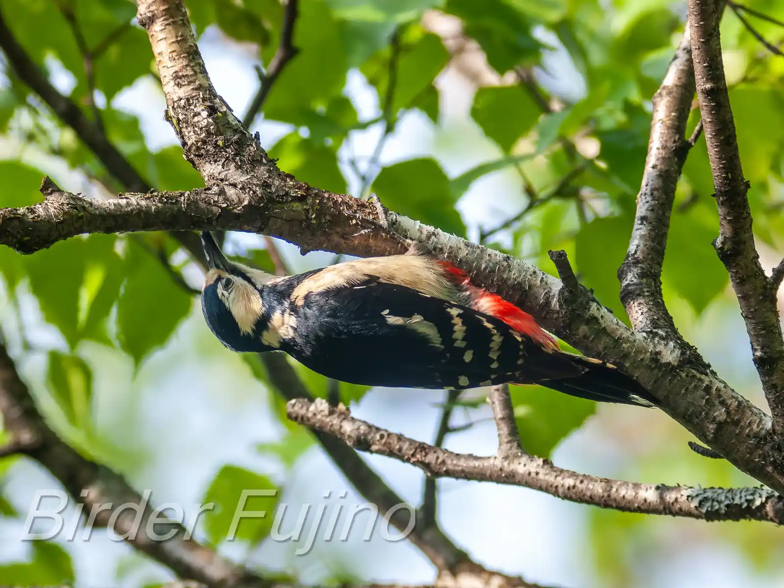 野鳥・新緑の乗鞍高原で撮影したアカゲラの写真画像