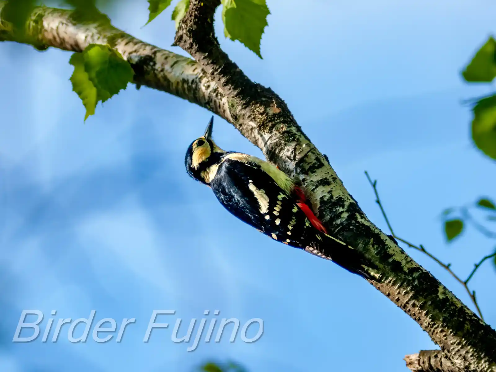 野鳥・新緑の乗鞍高原で撮影したアカゲラの写真画像