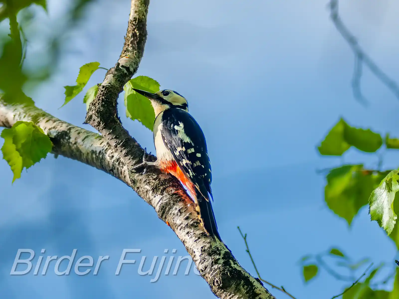野鳥・新緑の乗鞍高原で撮影したアカゲラの写真画像