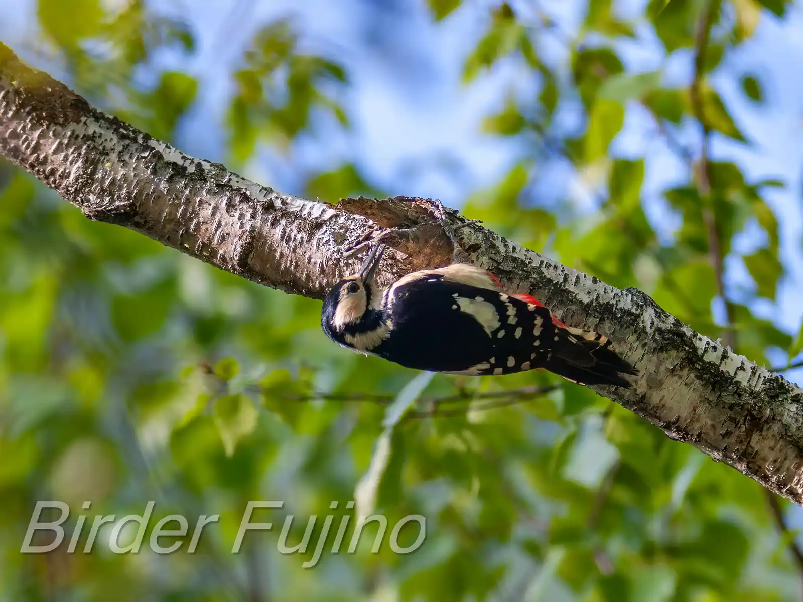 野鳥・新緑の乗鞍高原で撮影したアカゲラの写真画像