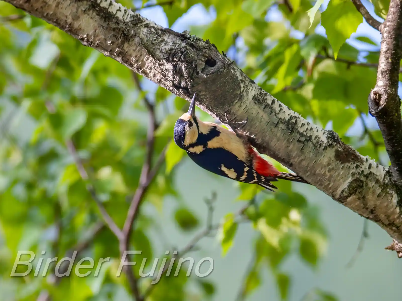 野鳥・新緑の乗鞍高原で撮影したアカゲラの写真画像