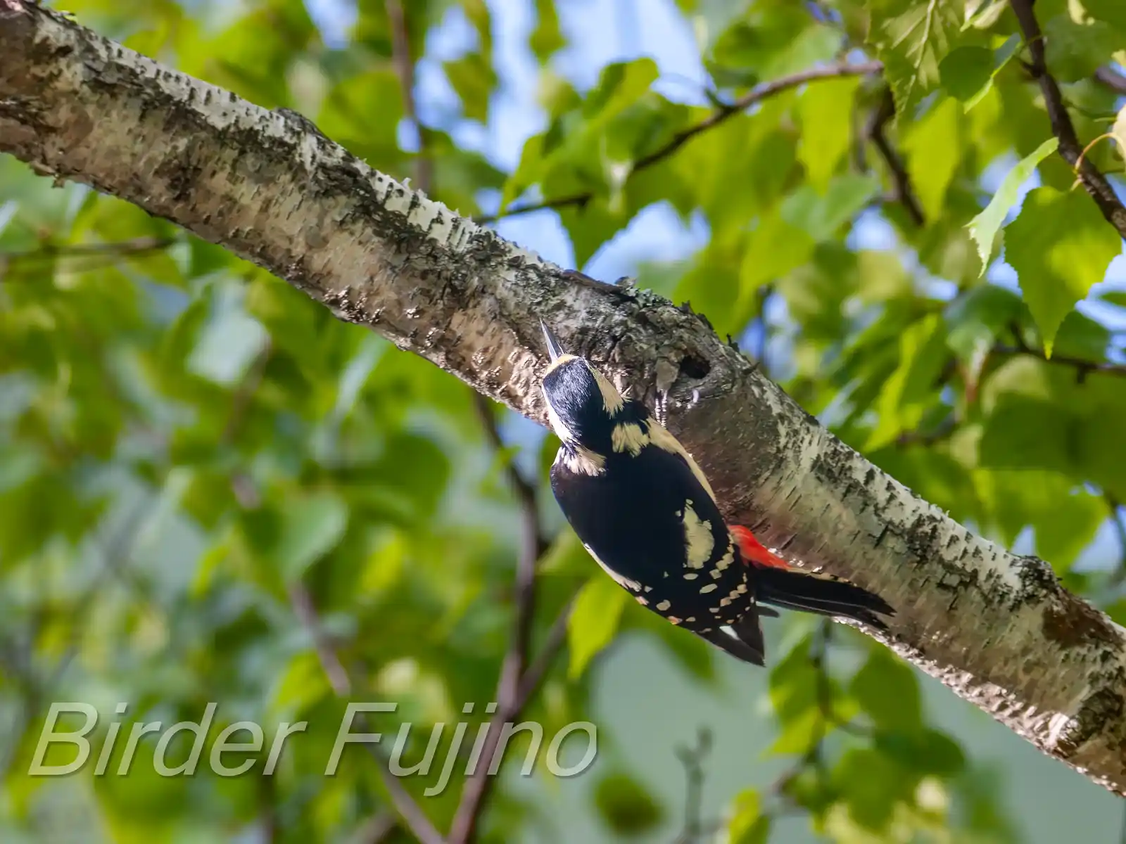 野鳥・新緑の乗鞍高原で撮影したアカゲラの写真画像