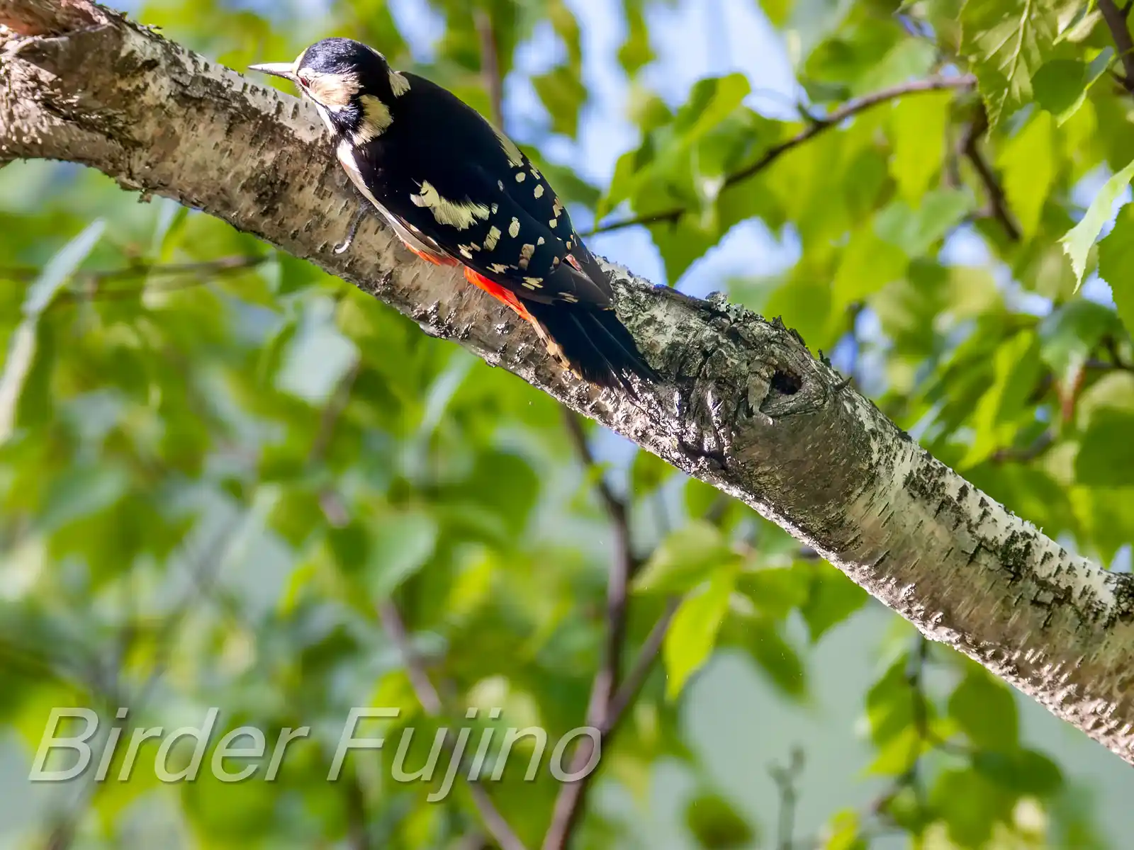野鳥・新緑の乗鞍高原で撮影したアカゲラの写真画像