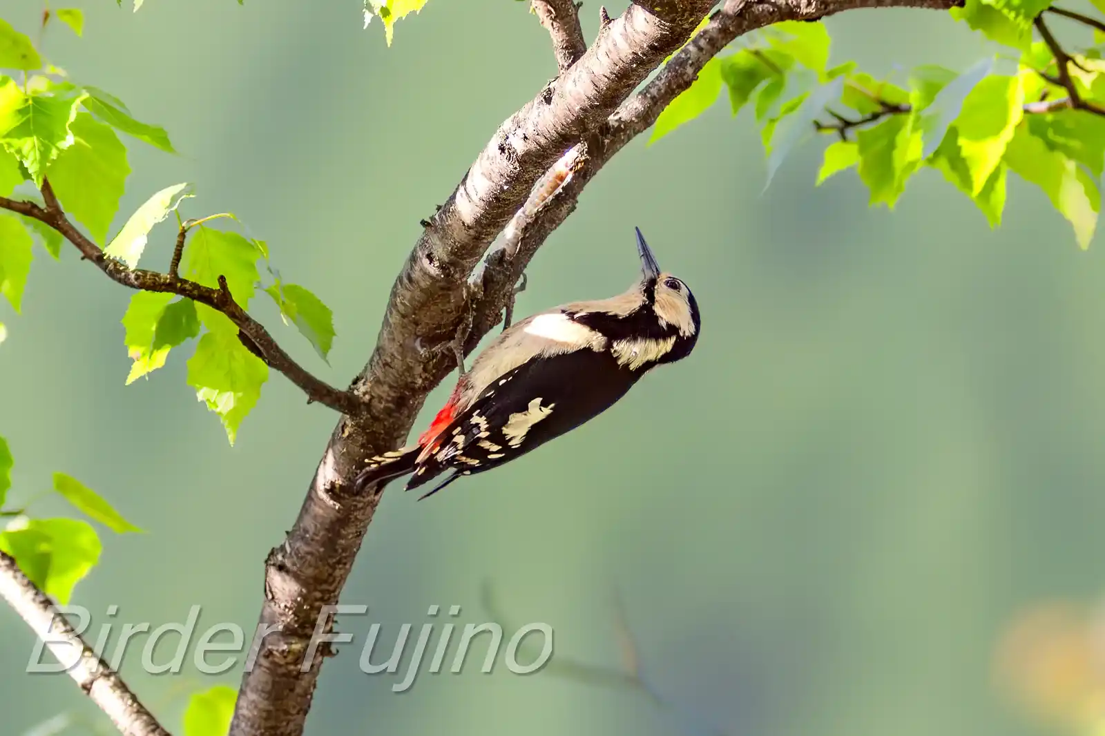 野鳥・新緑の乗鞍高原で撮影したアカゲラの写真画像