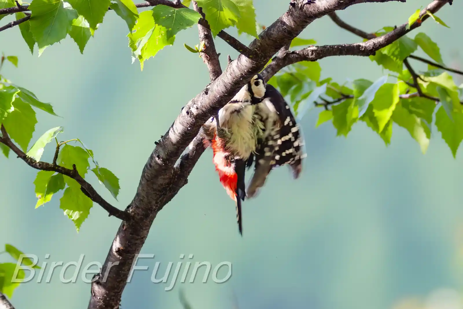野鳥・新緑の乗鞍高原で撮影したアカゲラの写真画像