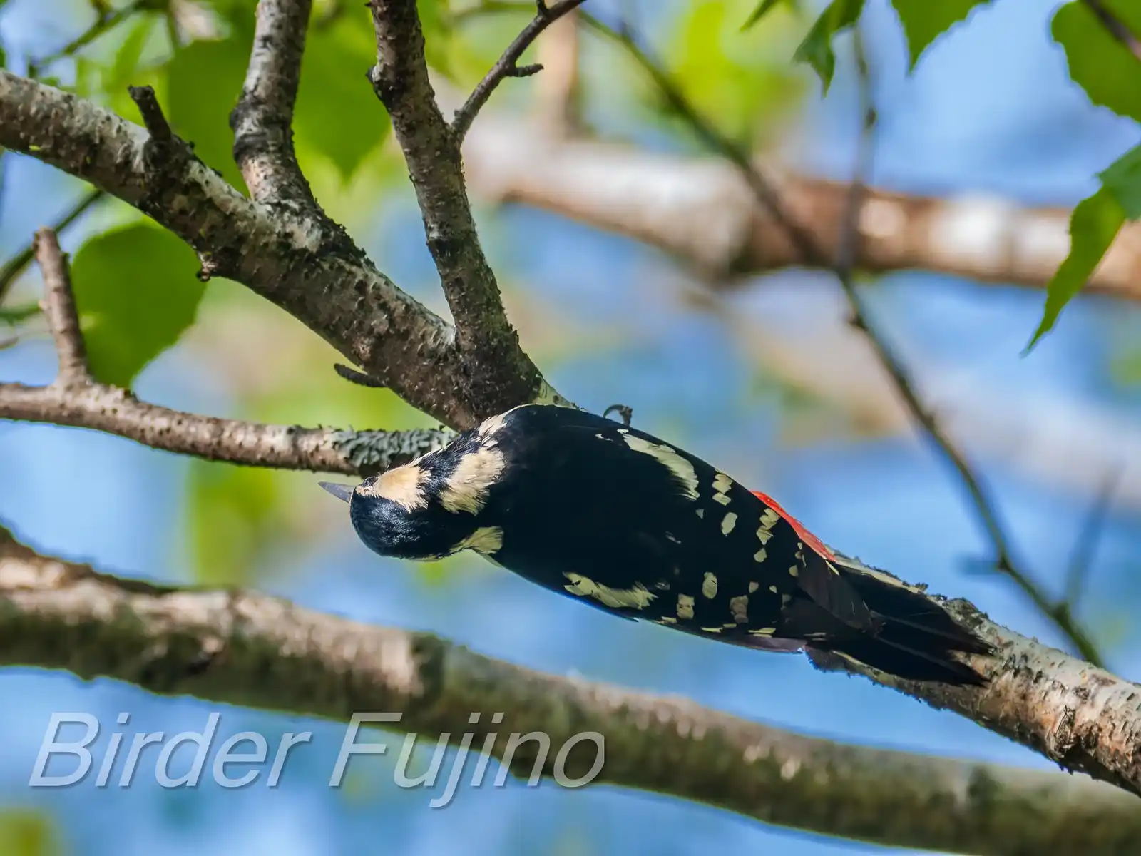 野鳥・新緑の乗鞍高原で撮影したアカゲラの写真画像