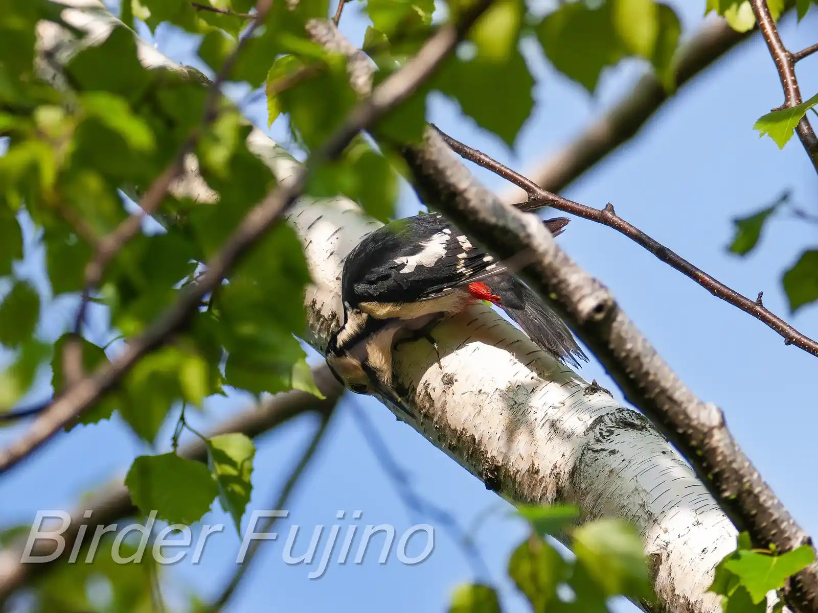 野鳥・新緑の乗鞍高原で撮影したアカゲラの写真画像