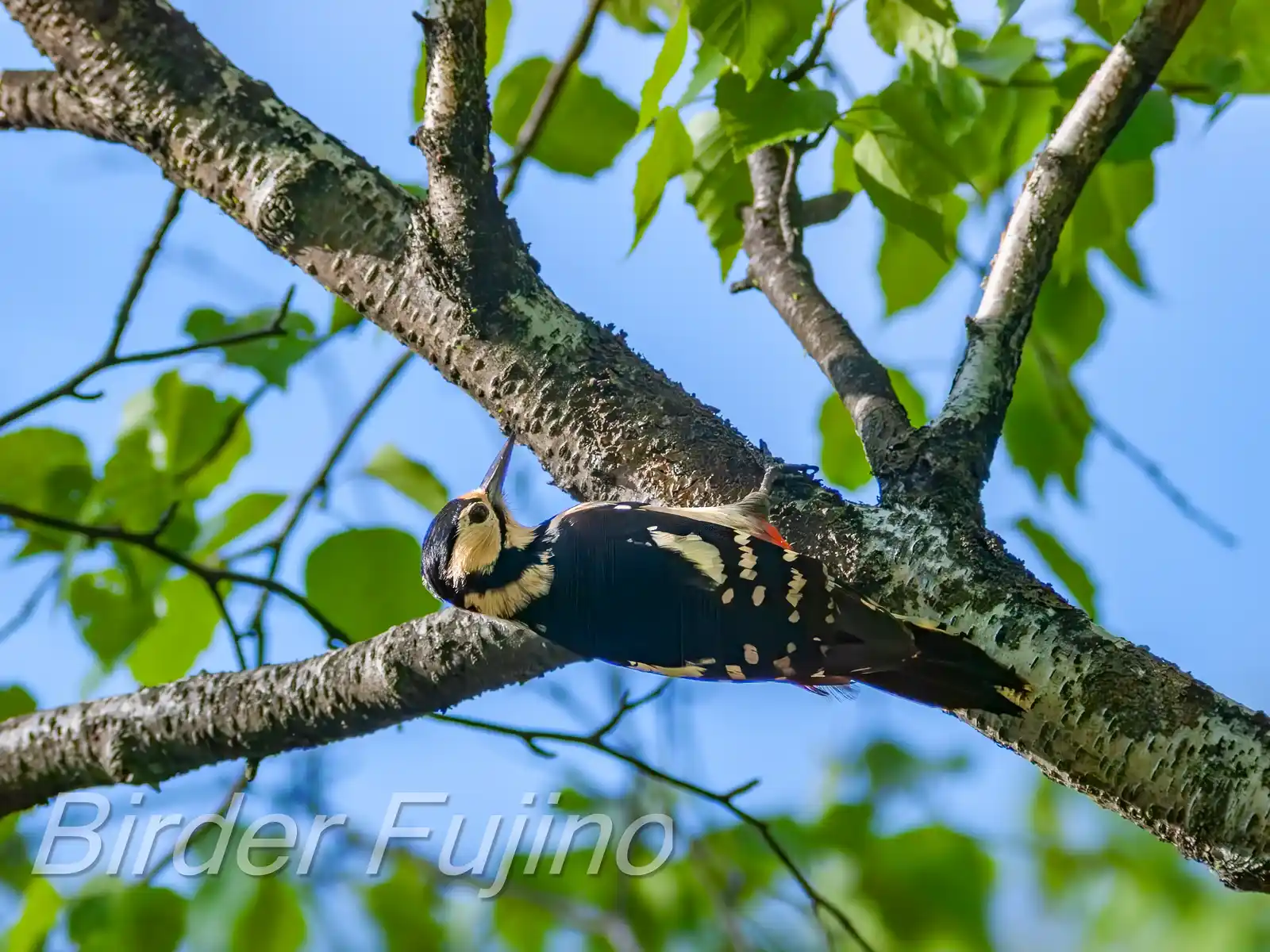野鳥・新緑の乗鞍高原で撮影したアカゲラの写真画像