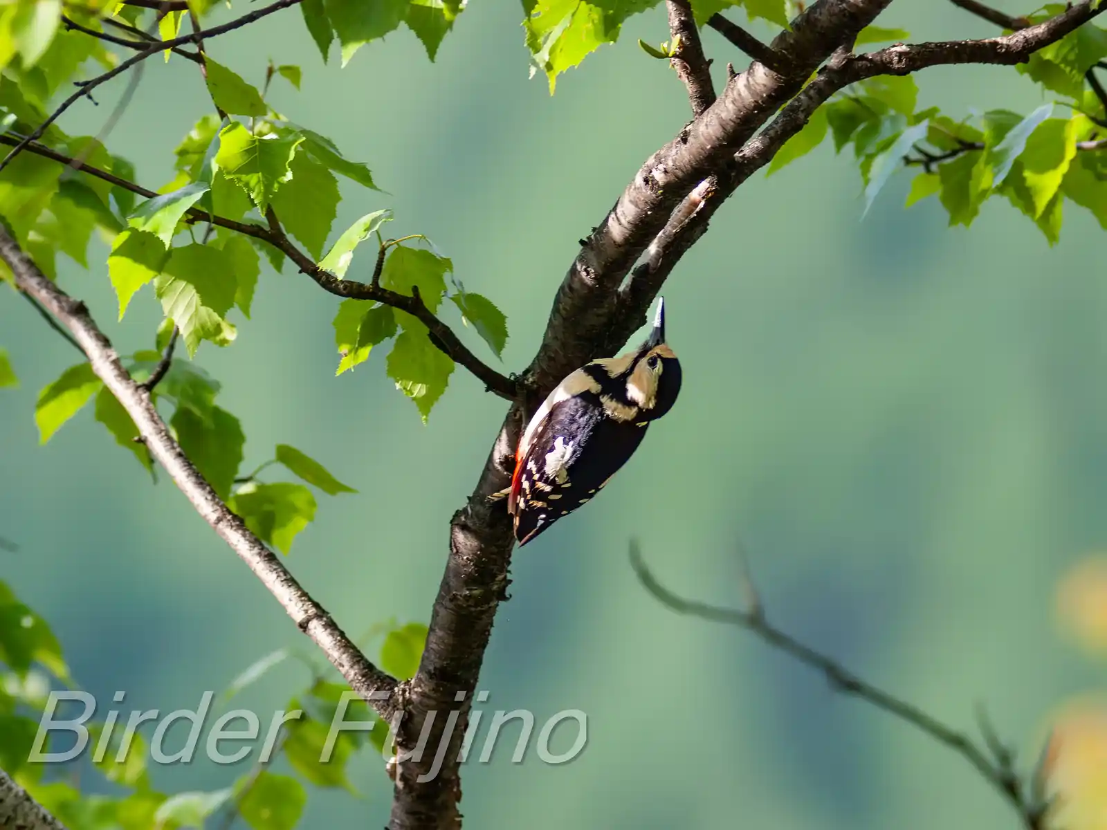 野鳥・新緑の乗鞍高原で撮影したアカゲラの写真画像