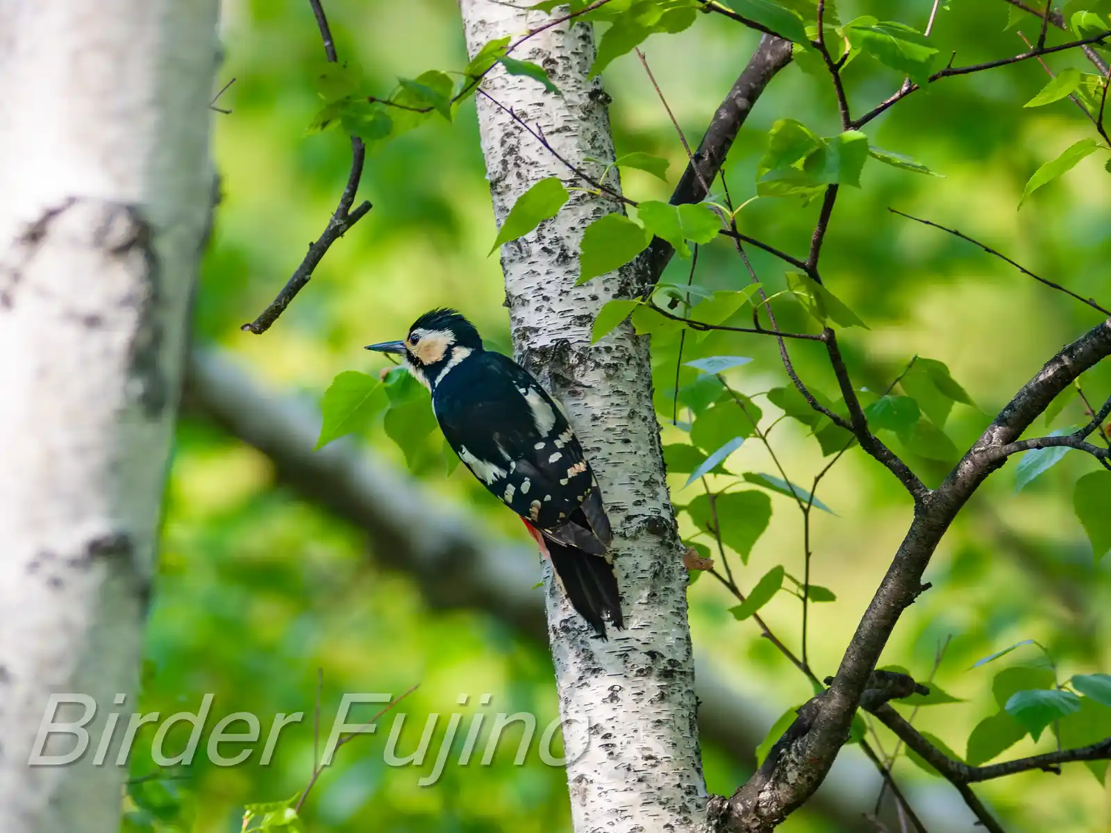 野鳥・新緑の乗鞍高原で撮影したアカゲラの写真画像