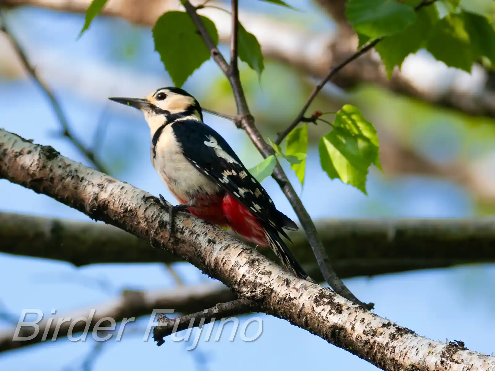 野鳥・新緑の乗鞍高原で撮影したアカゲラの写真画像