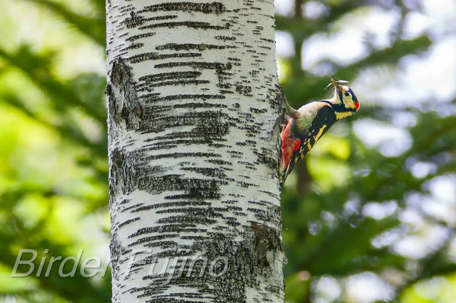 野鳥・新緑の乗鞍高原で撮影したアカゲラの写真画像