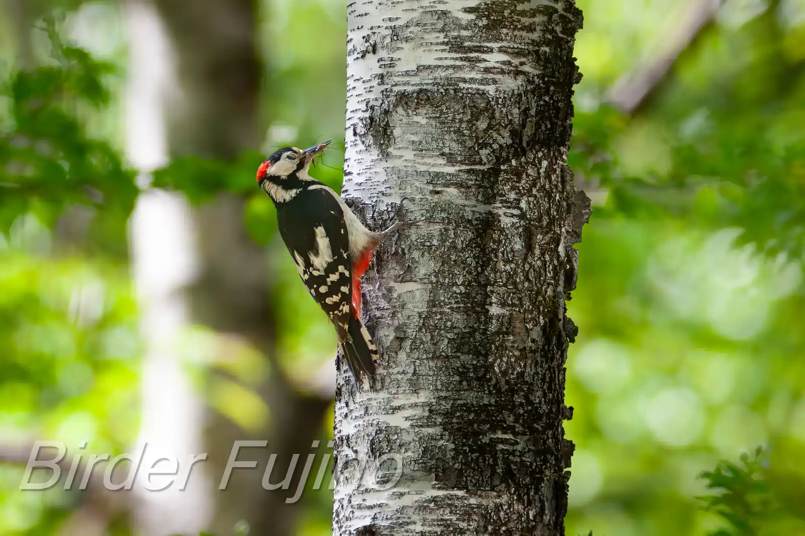 野鳥・新緑の乗鞍高原で撮影したアカゲラの写真画像