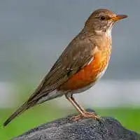 野鳥写真・アカハラ