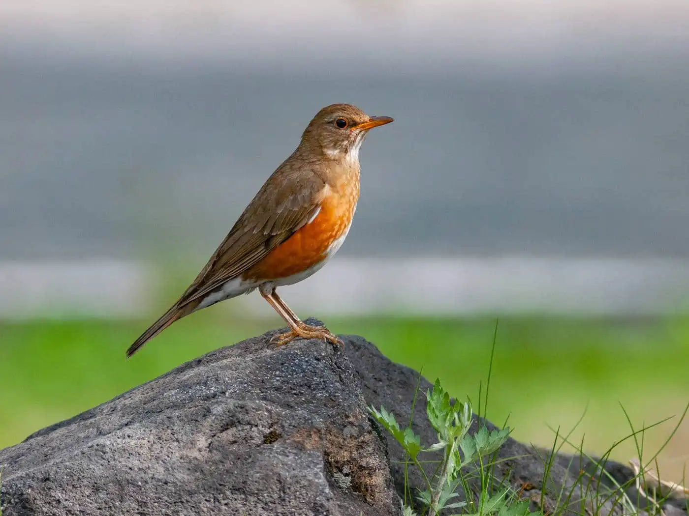 野鳥画像・大きな石の上に止まったアカハラの写真