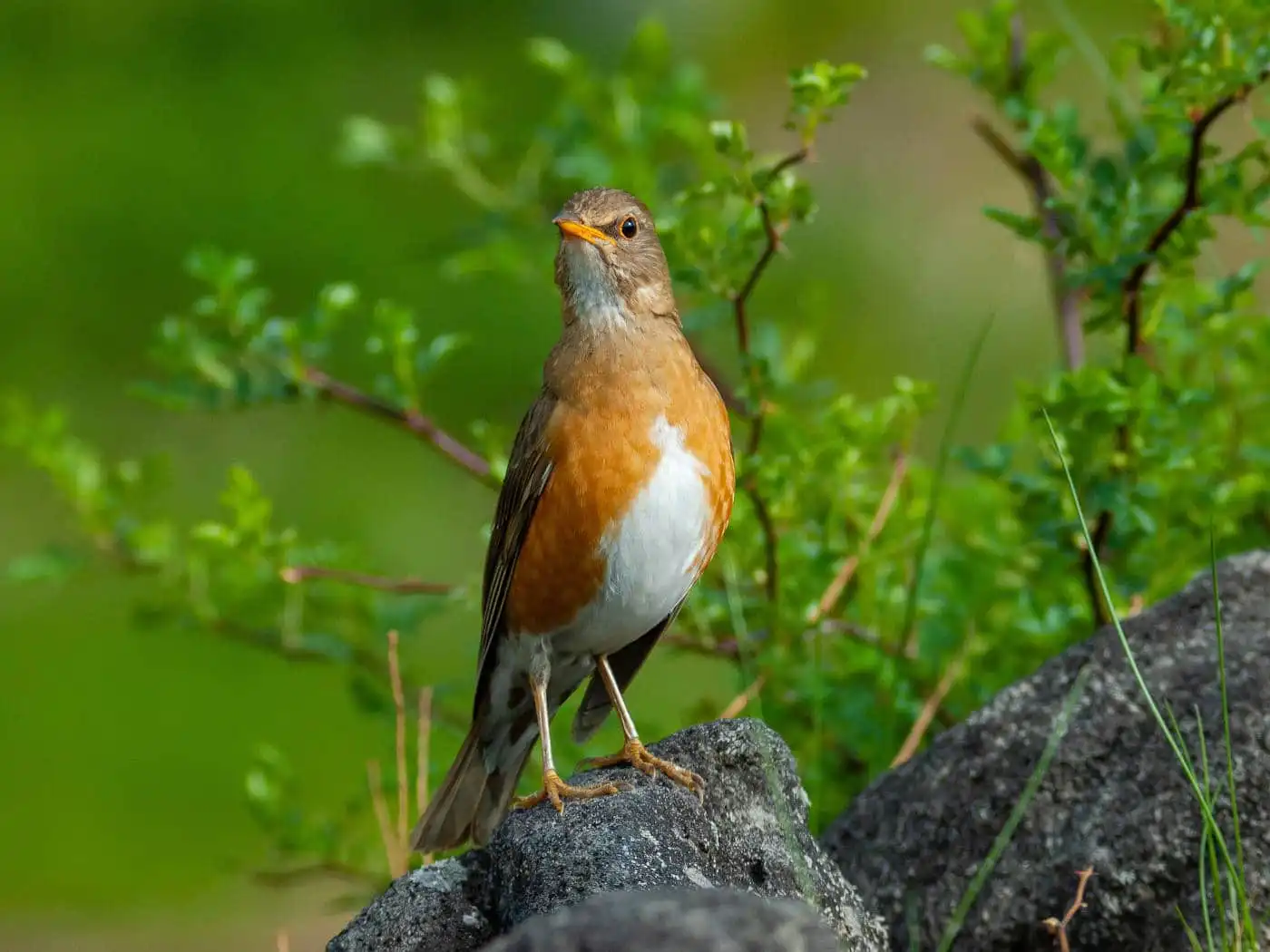 野鳥画像・大きな石の上に止まったアカハラの写真