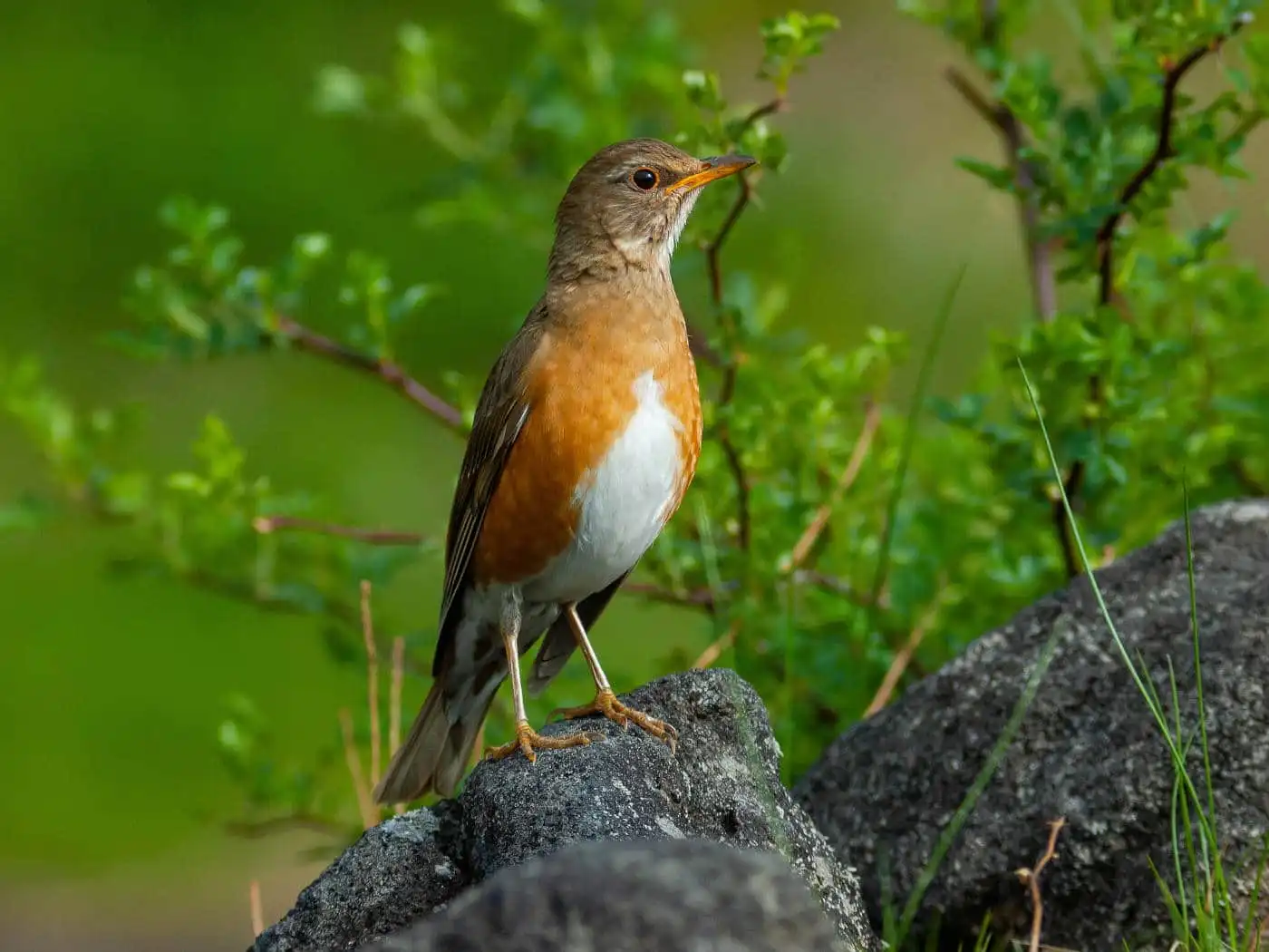 野鳥画像・大きな石の上に止まったアカハラの写真