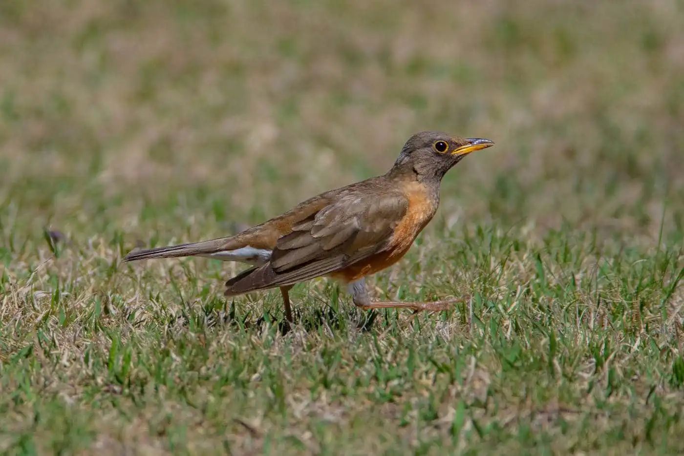 野鳥画像・原っぱを歩くアカハラの写真