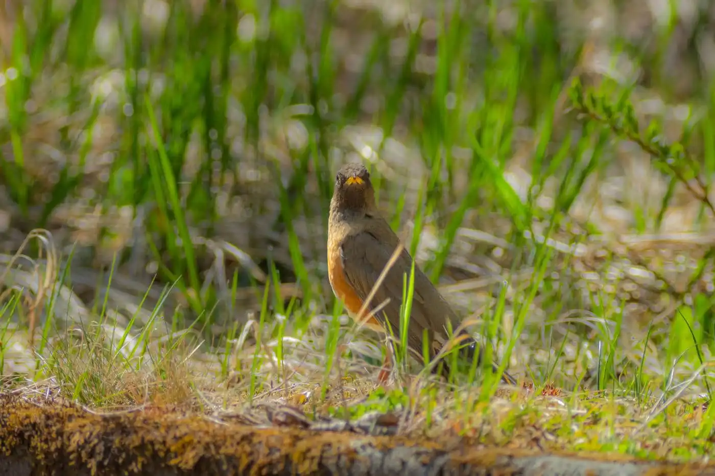 野鳥画像・原っぱを歩くアカハラの写真