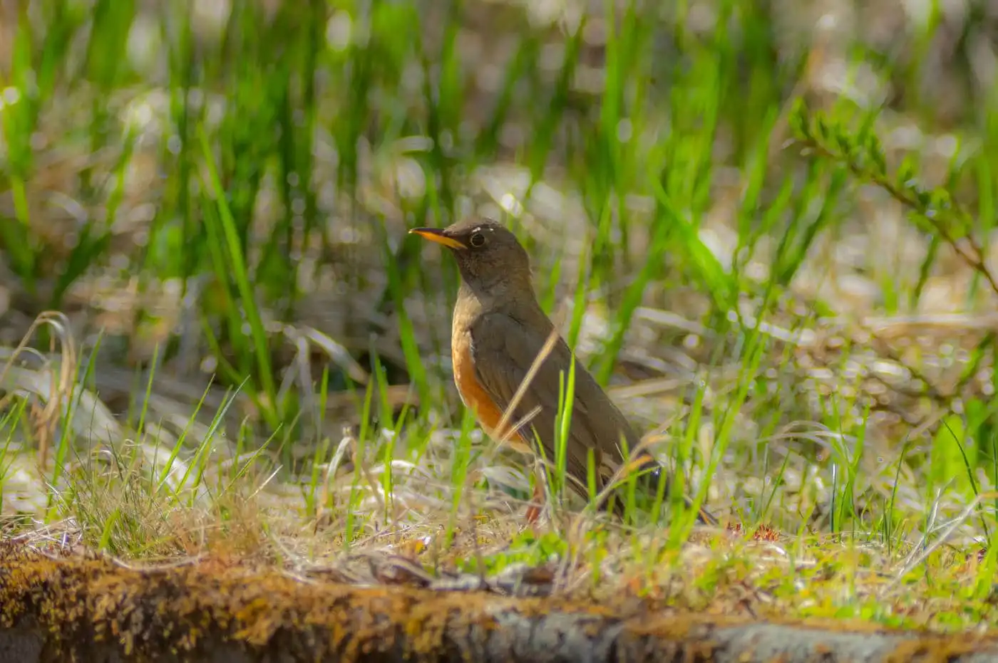 野鳥画像・原っぱを歩くアカハラの写真