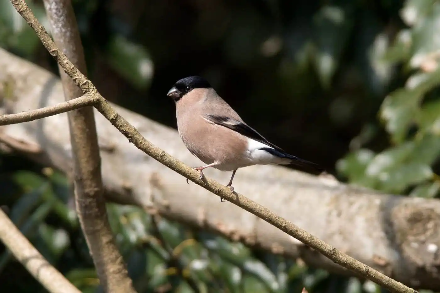 野鳥画像・アカウソの写真