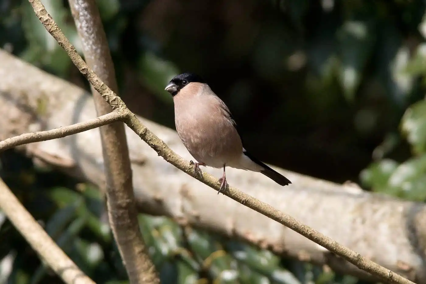 野鳥画像・アカウソの写真