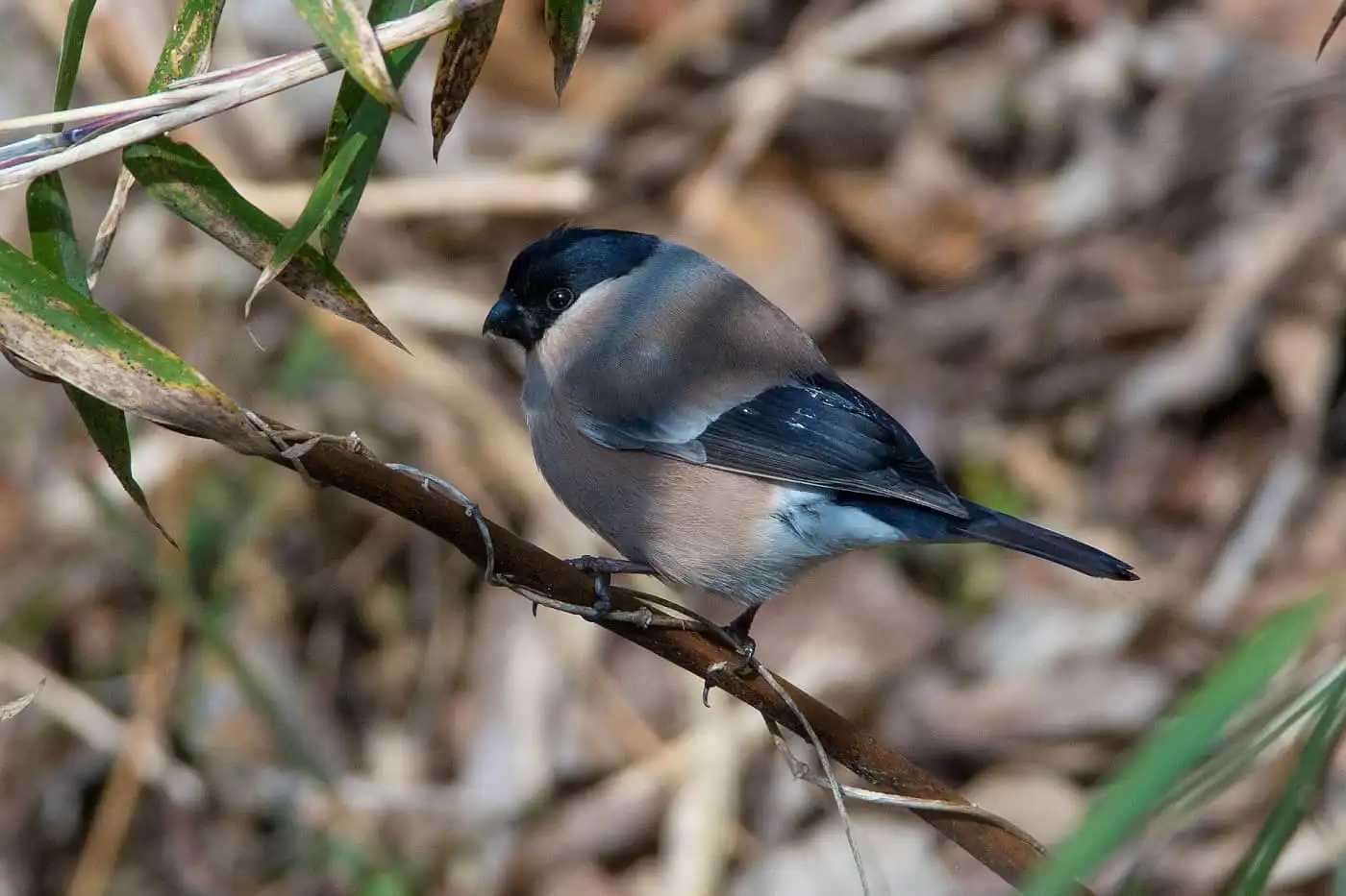 野鳥画像・アカウソの写真