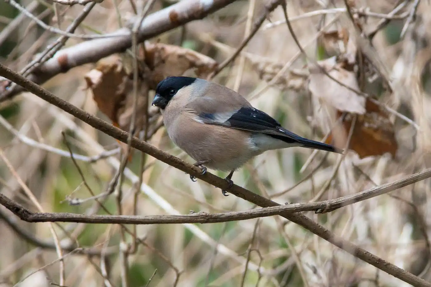 野鳥画像・アカウソの写真