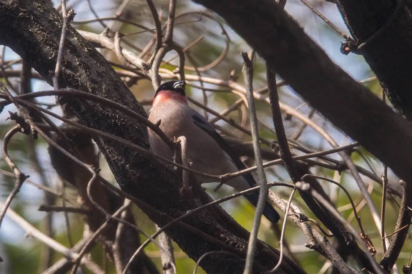 野鳥画像・アカウソの写真