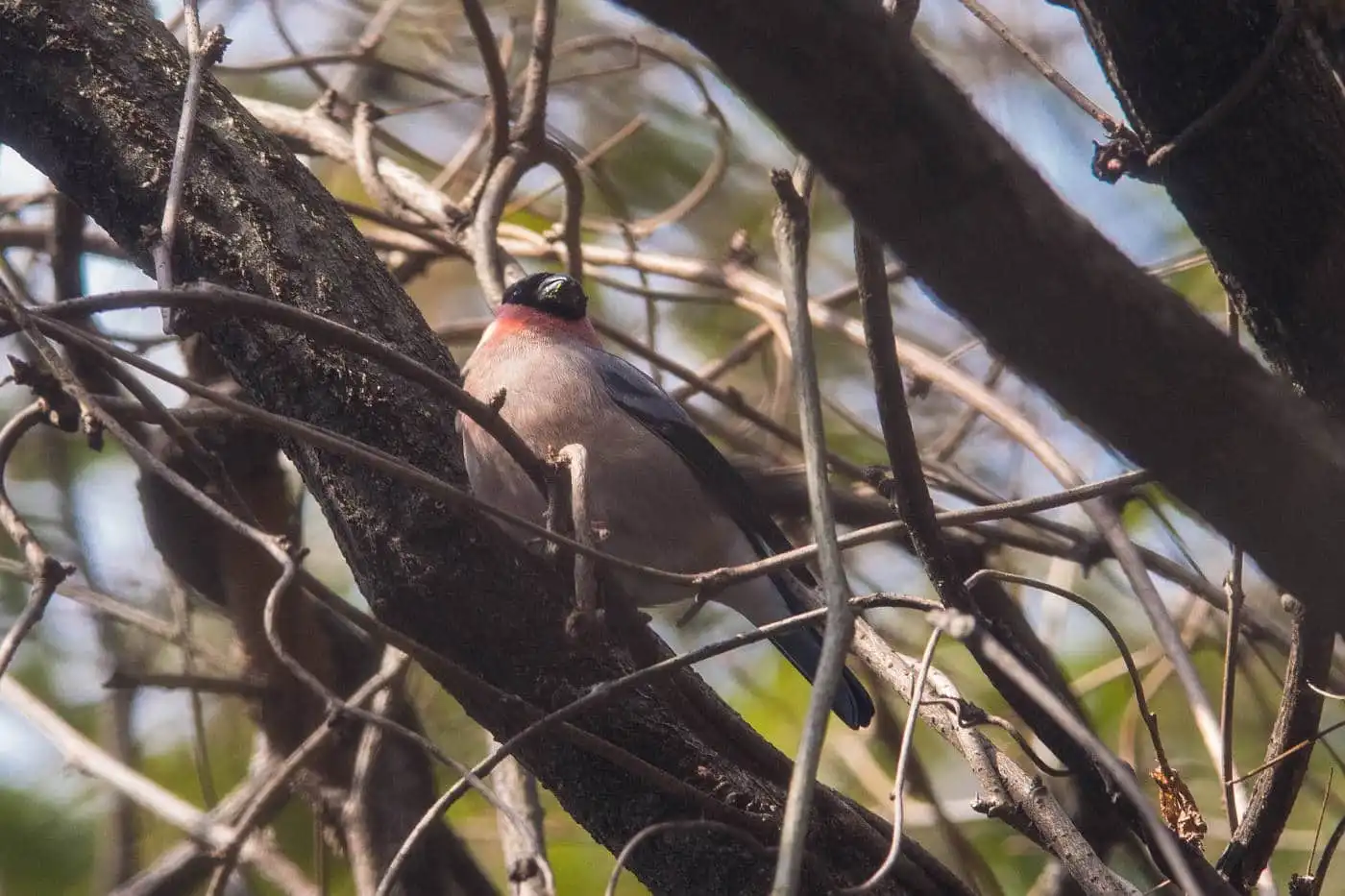 野鳥画像・アカウソの写真