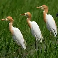 野鳥写真・アマサギ