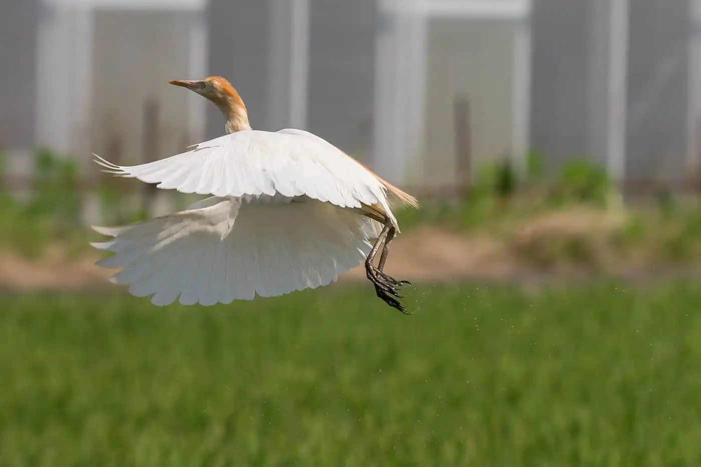 野鳥画像・飛び立つアマサギの写真