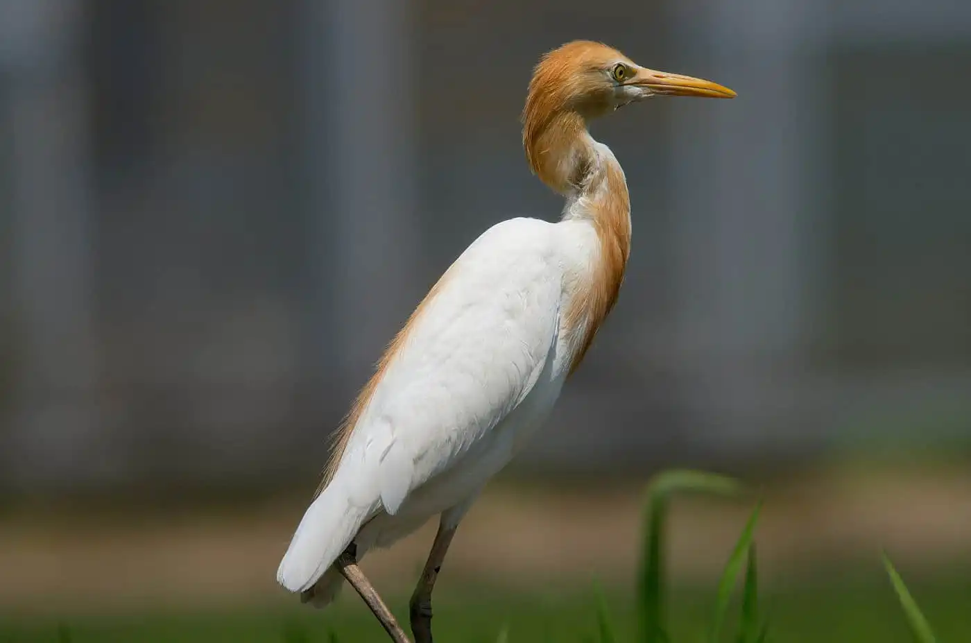 野鳥画像・アマサギの写真