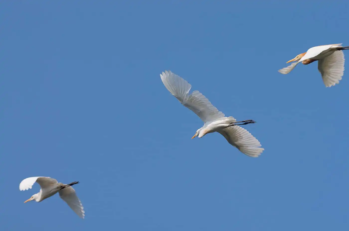 野鳥画像・アマサギ三羽の飛翔写真