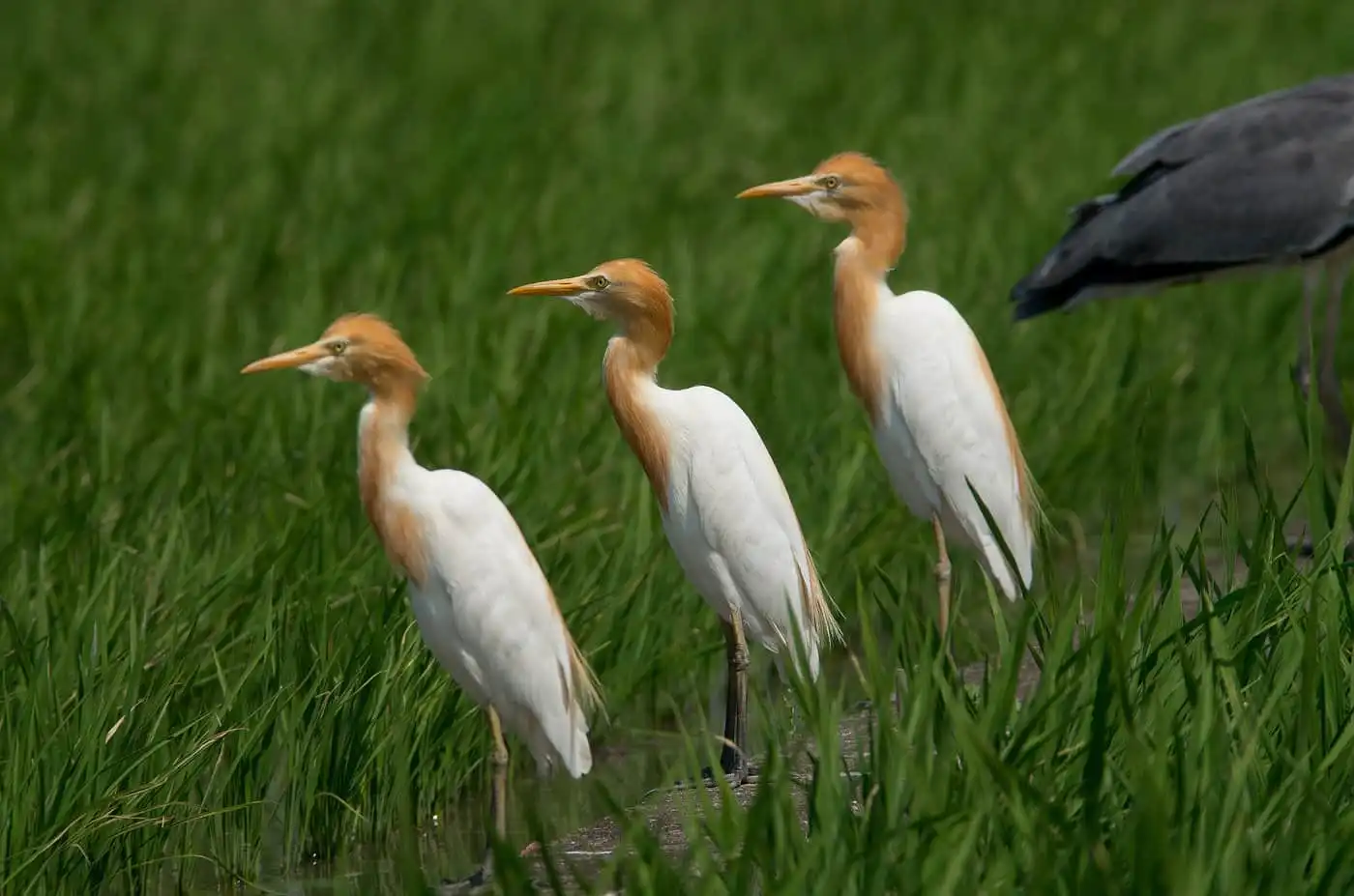野鳥画像・水田に並んだ三羽のアマサギの写真