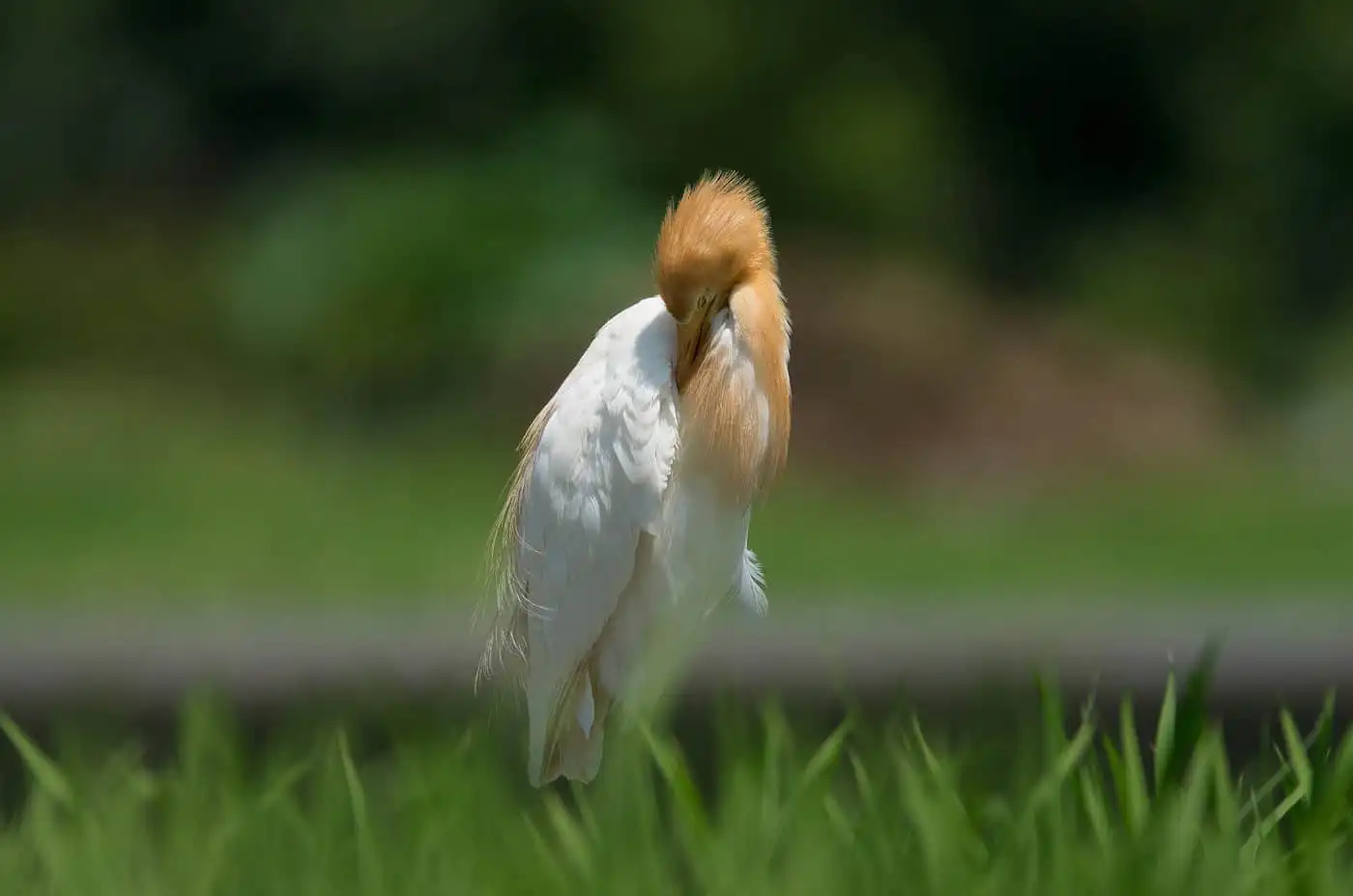 野鳥画像・水田に立つアマサギアマサギの写真