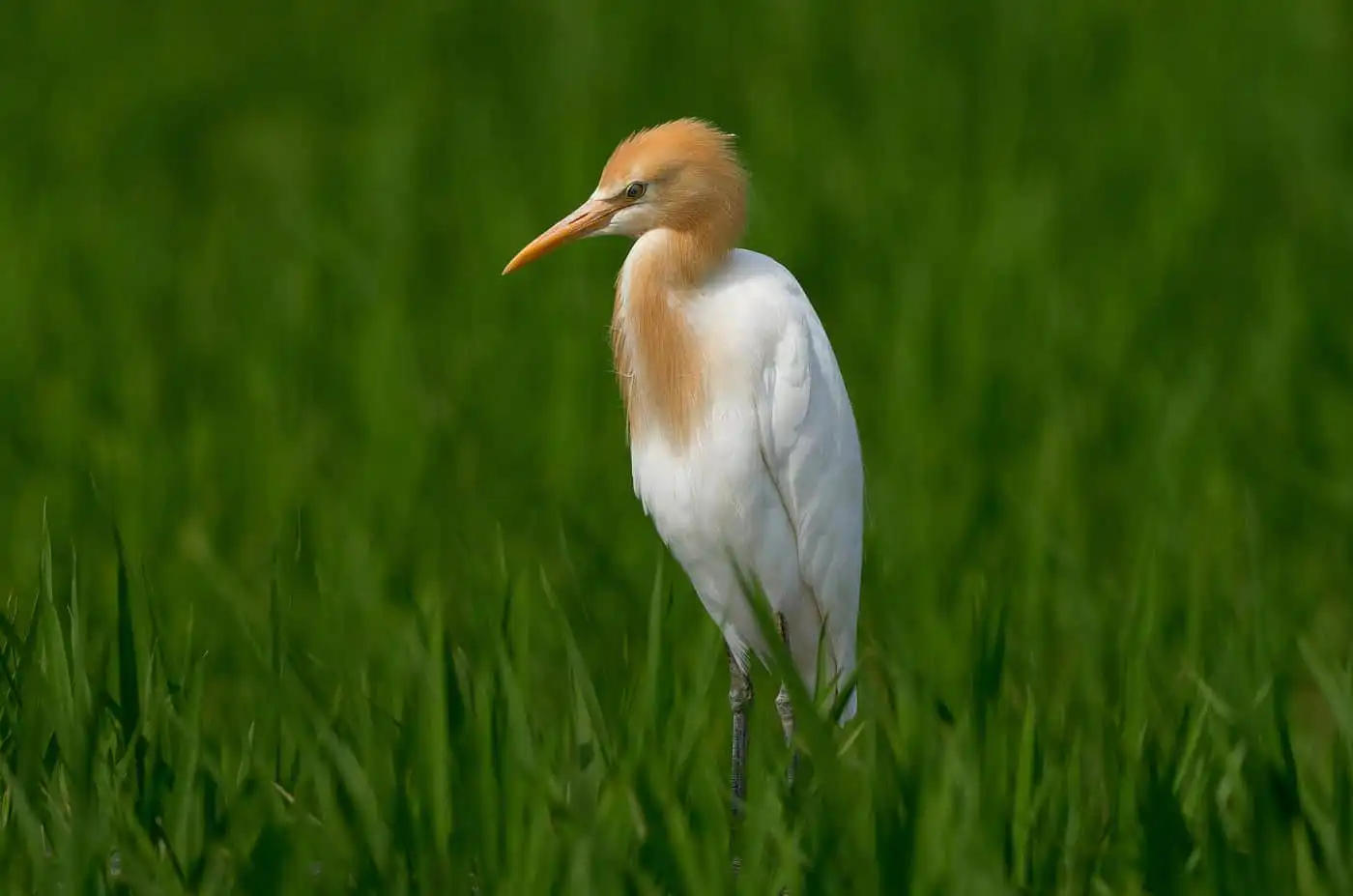野鳥画像・水田に立つアマサギアマサギの写真