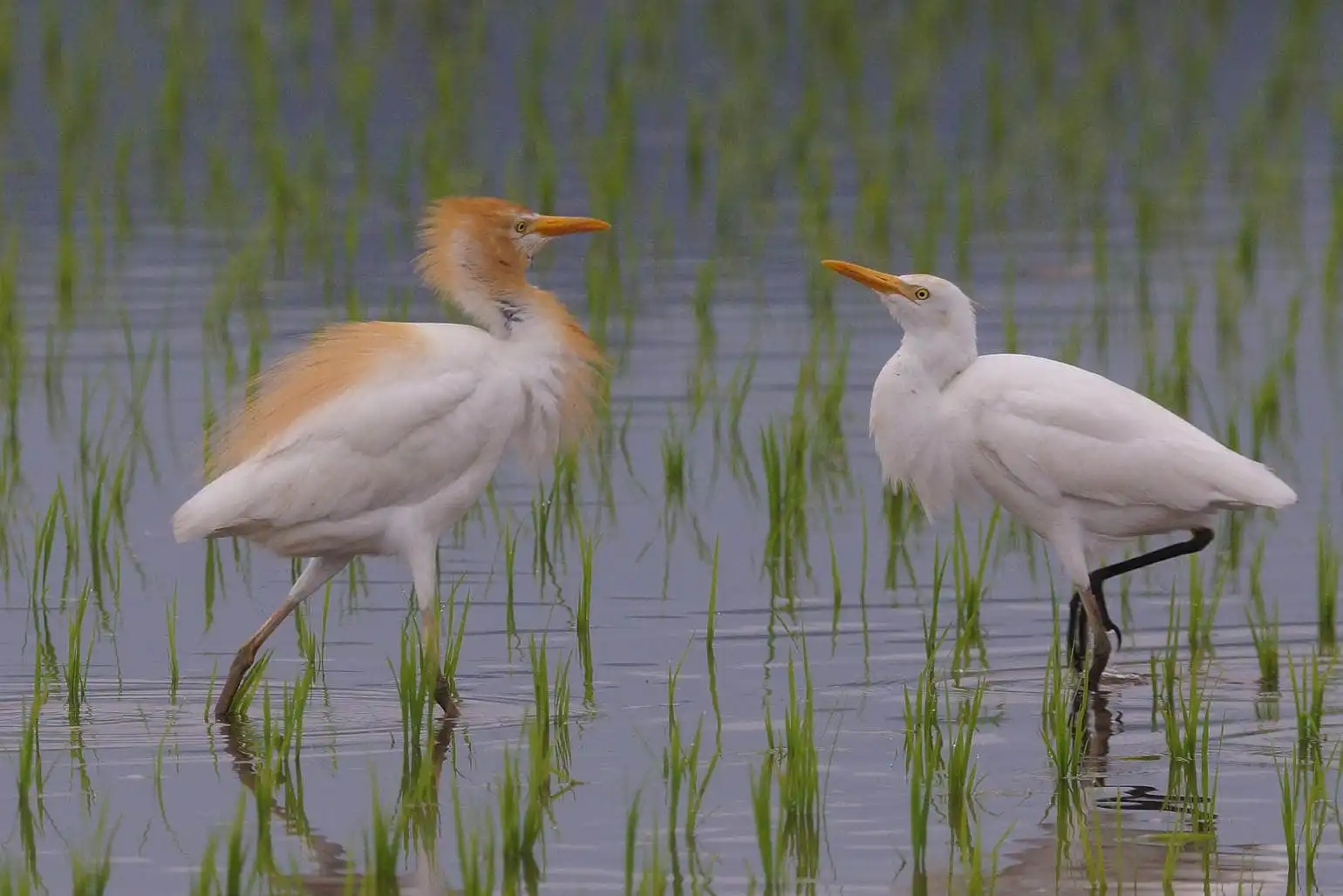 野鳥画像・アマサギの求愛？の写真