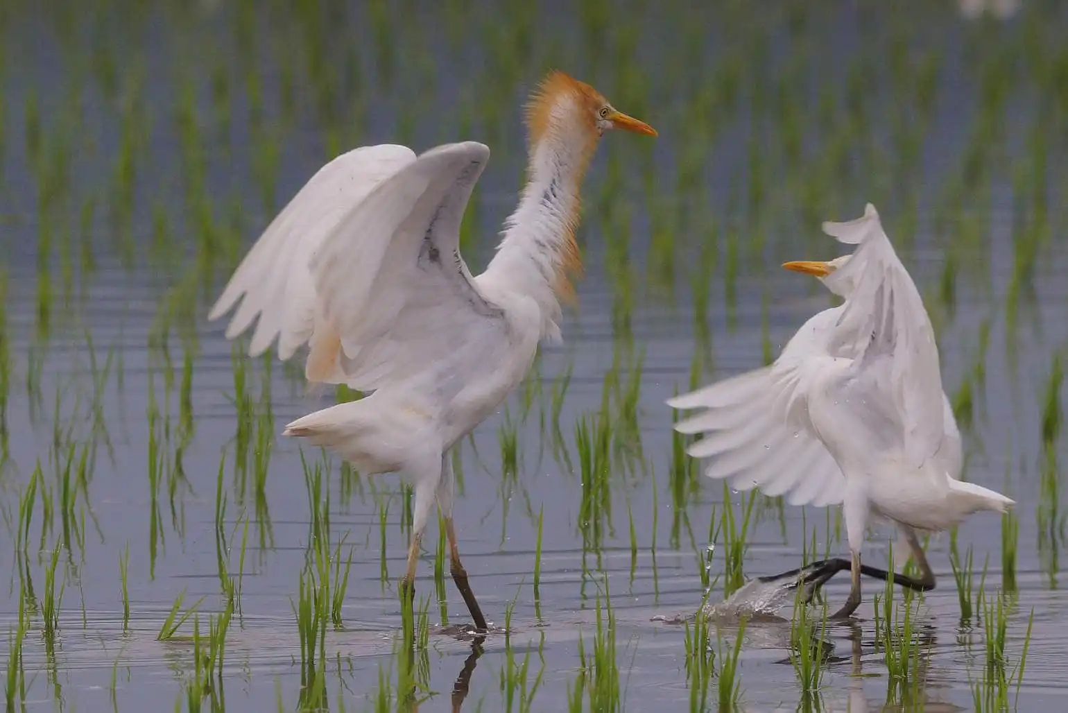 野鳥画像・アマサギの求愛？の写真