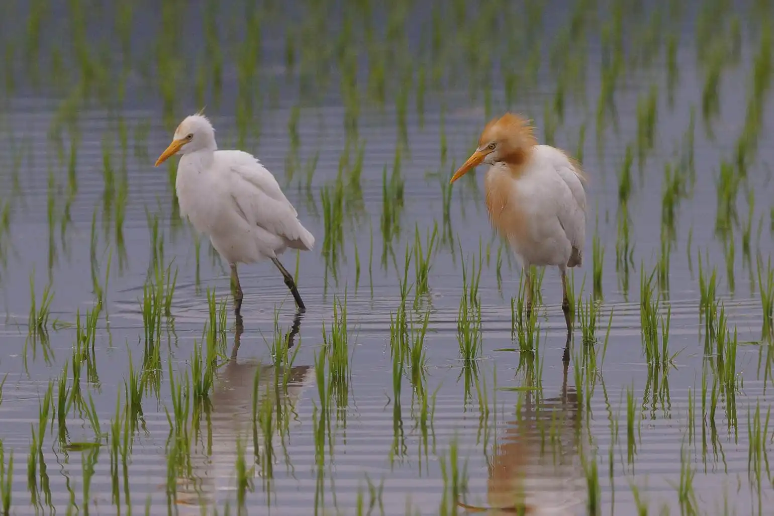 野鳥画像・アマサギの求愛？の写真