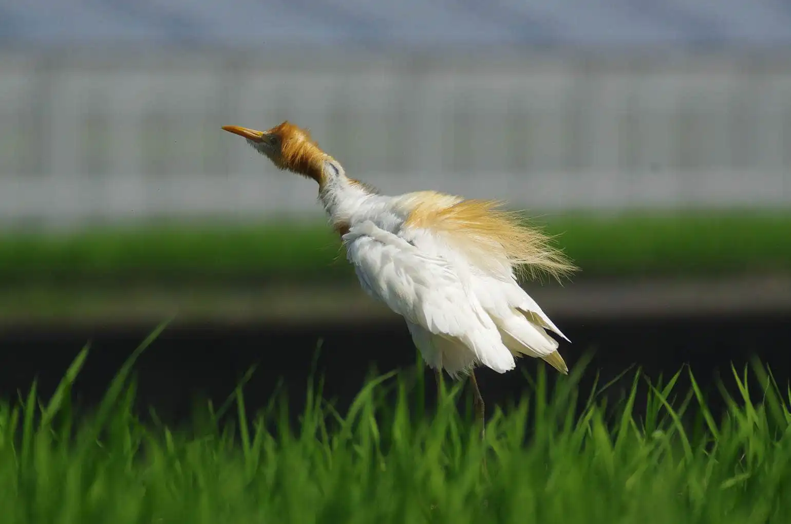 野鳥画像・アマサギの羽繕いの写真