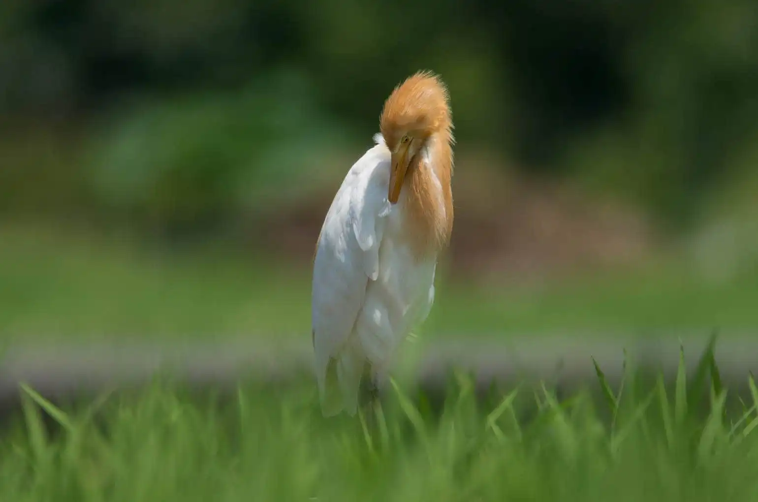 野鳥画像・アマサギの羽繕いの写真