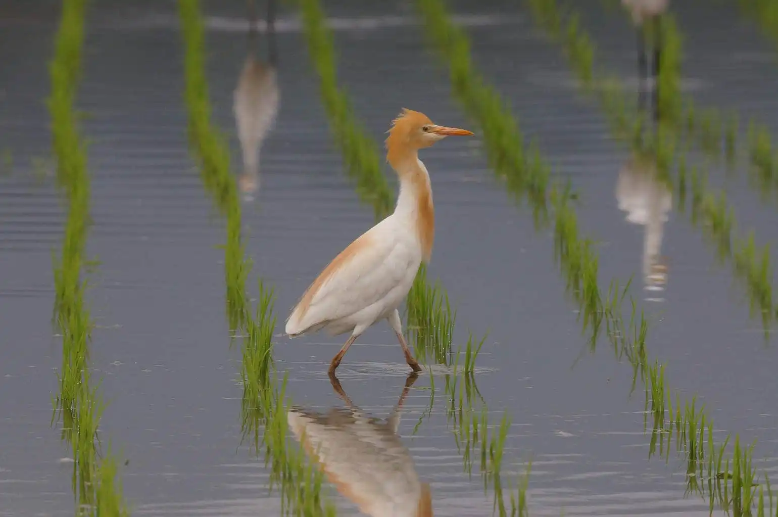 野鳥画像・水の張った水田のアマサギの写真